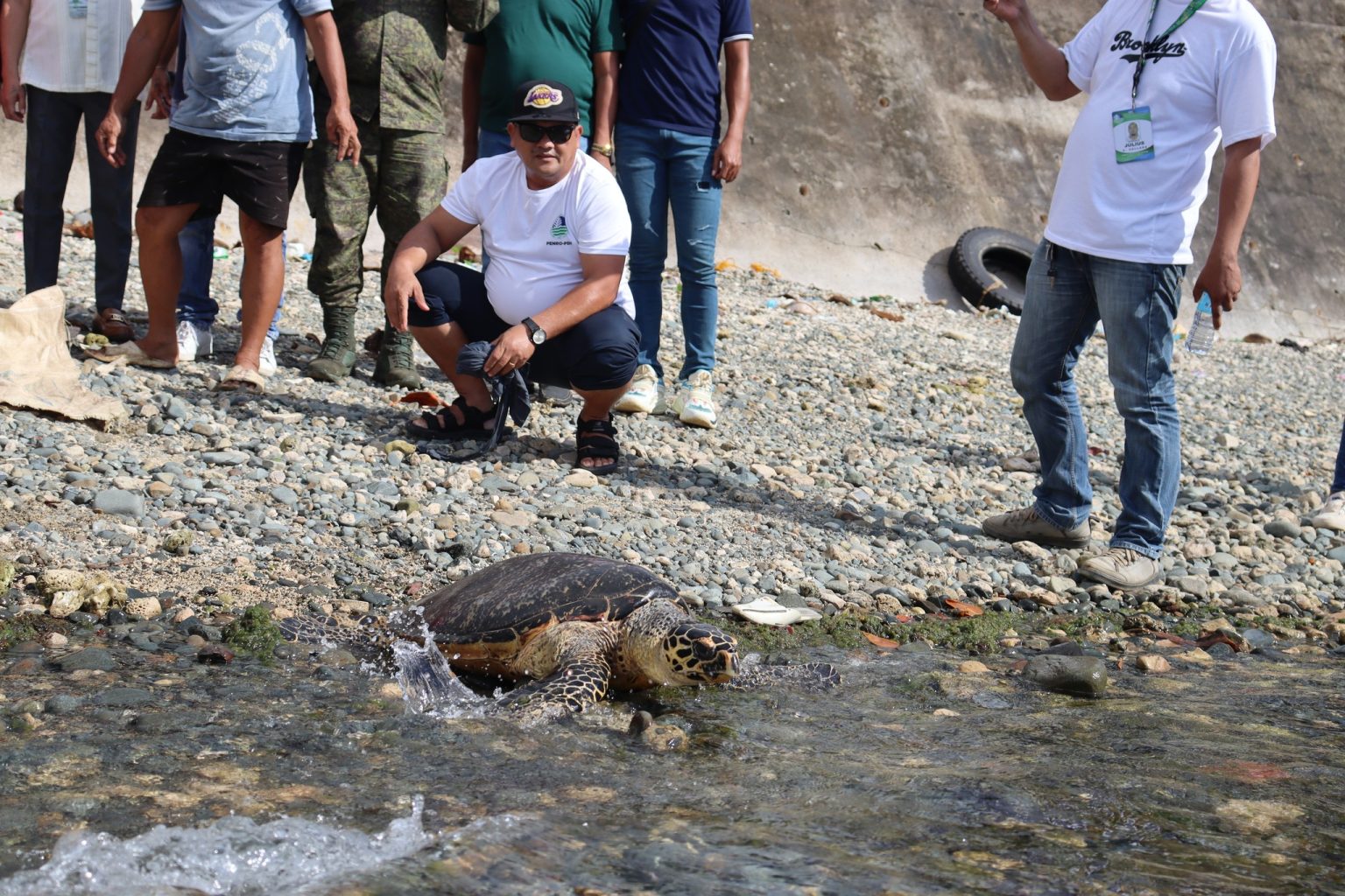 Critically Endangered Hawksbill Sea Turtle Rescued and Released in ...