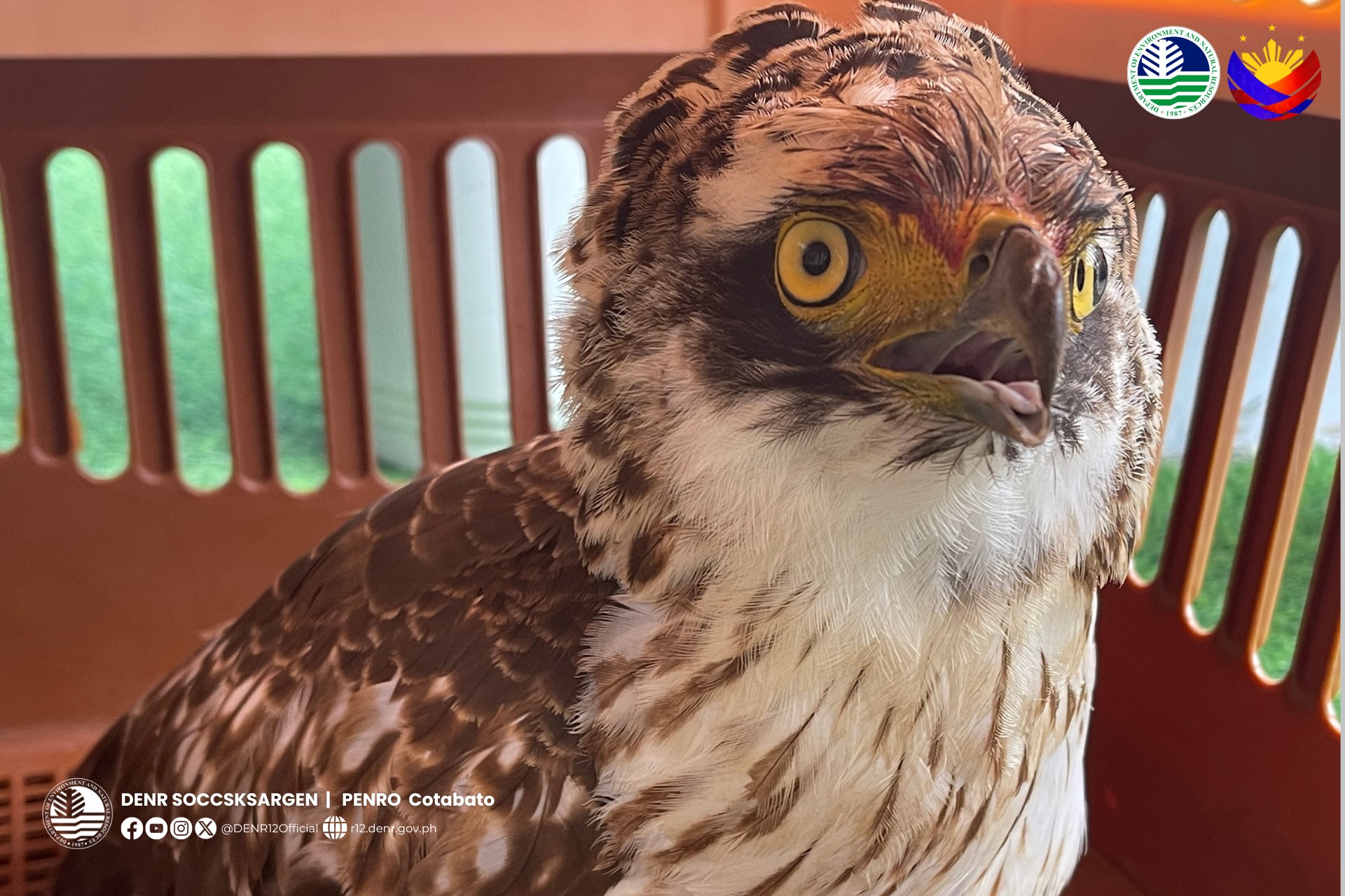 Preserve Raptor Two Rescued Raptors in Mindanao Highlight Conservation Efforts | The ...