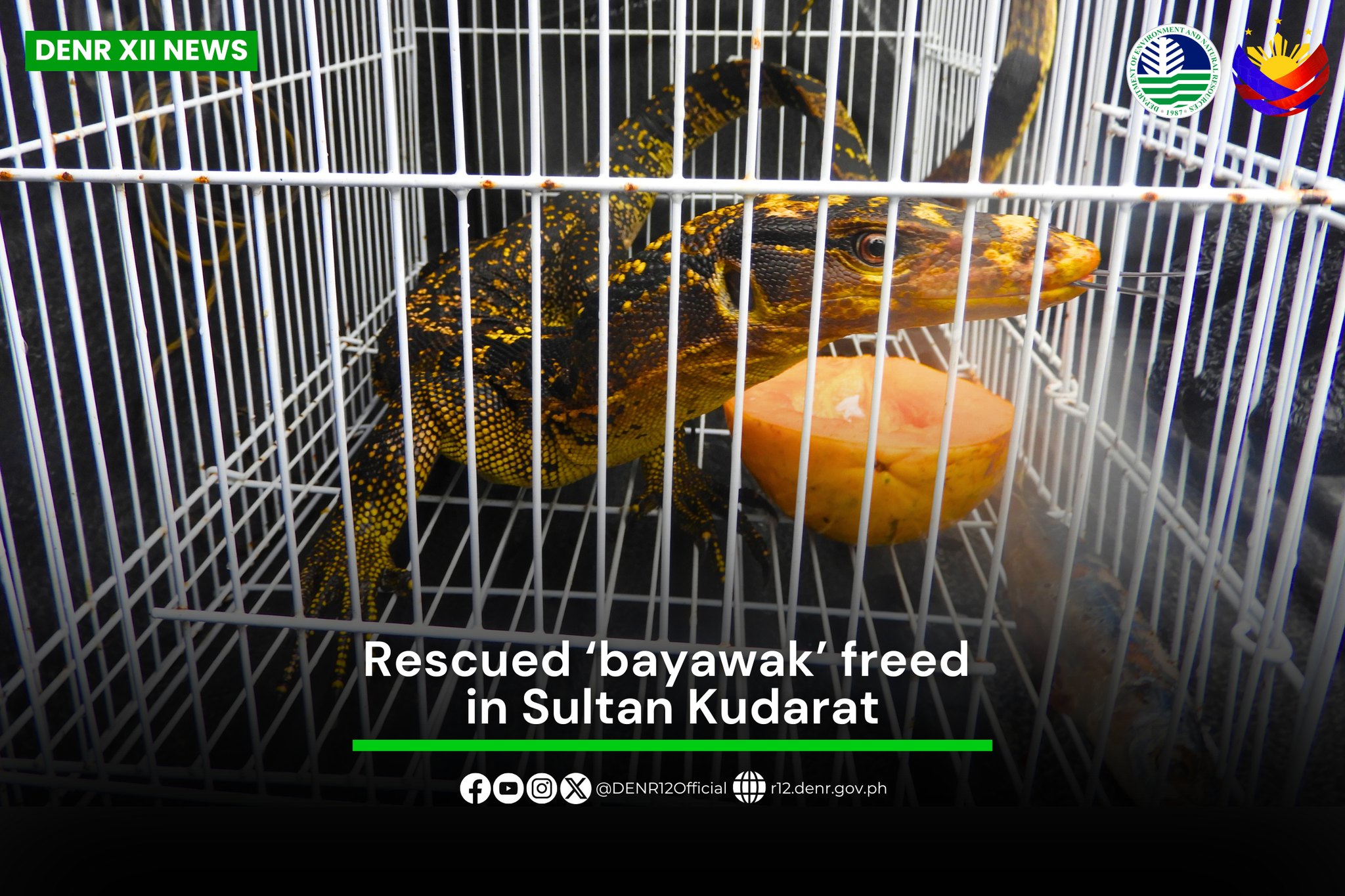 rescued python released back into wild in sorsogon |... Two Rescued Wildlife Species Released Back into the Wild in Sarangani ...