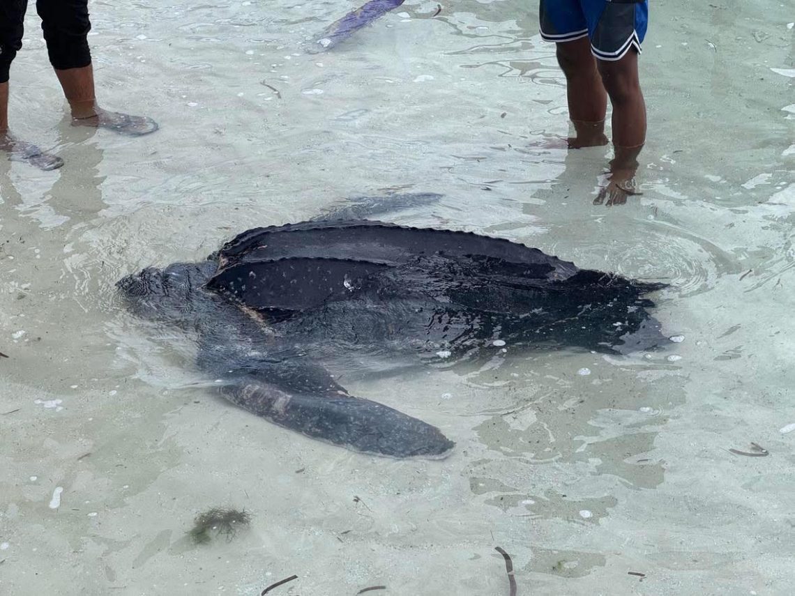 Critically Endangered Leatherback Sea Turtle Rescued in Tawi-Tawi ...