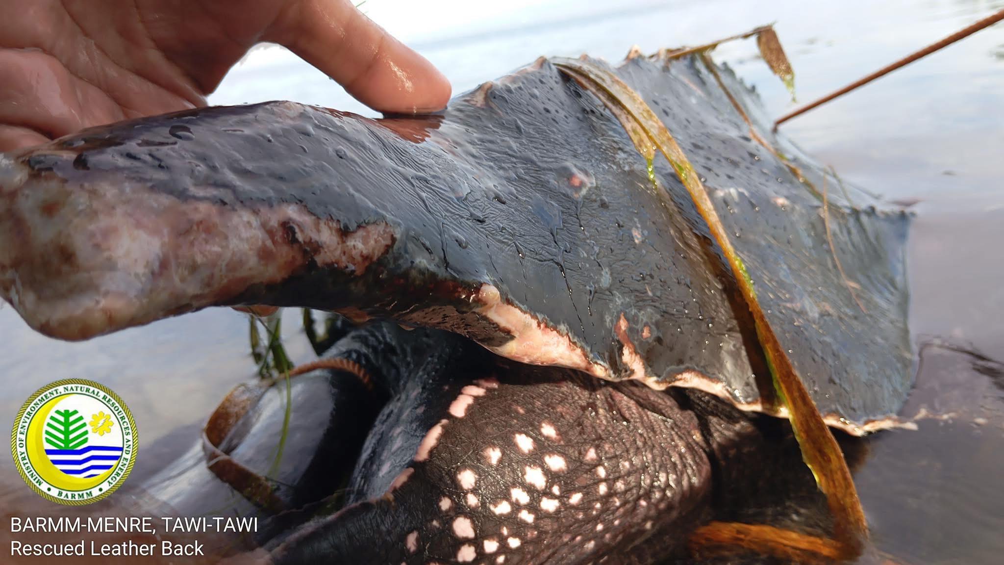 Critically Endangered Leatherback Sea Turtle Rescued in Tawi-Tawi ...