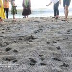 3420 hawksbillglan96044938559339281