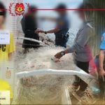 3662 sacleoagnorte98404033050505023