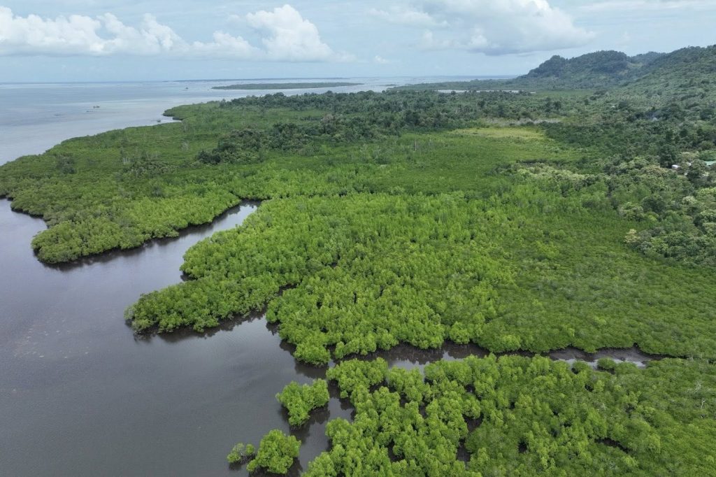 4211 menremangroves987651