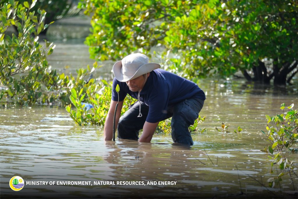 4211 menremangroves987652