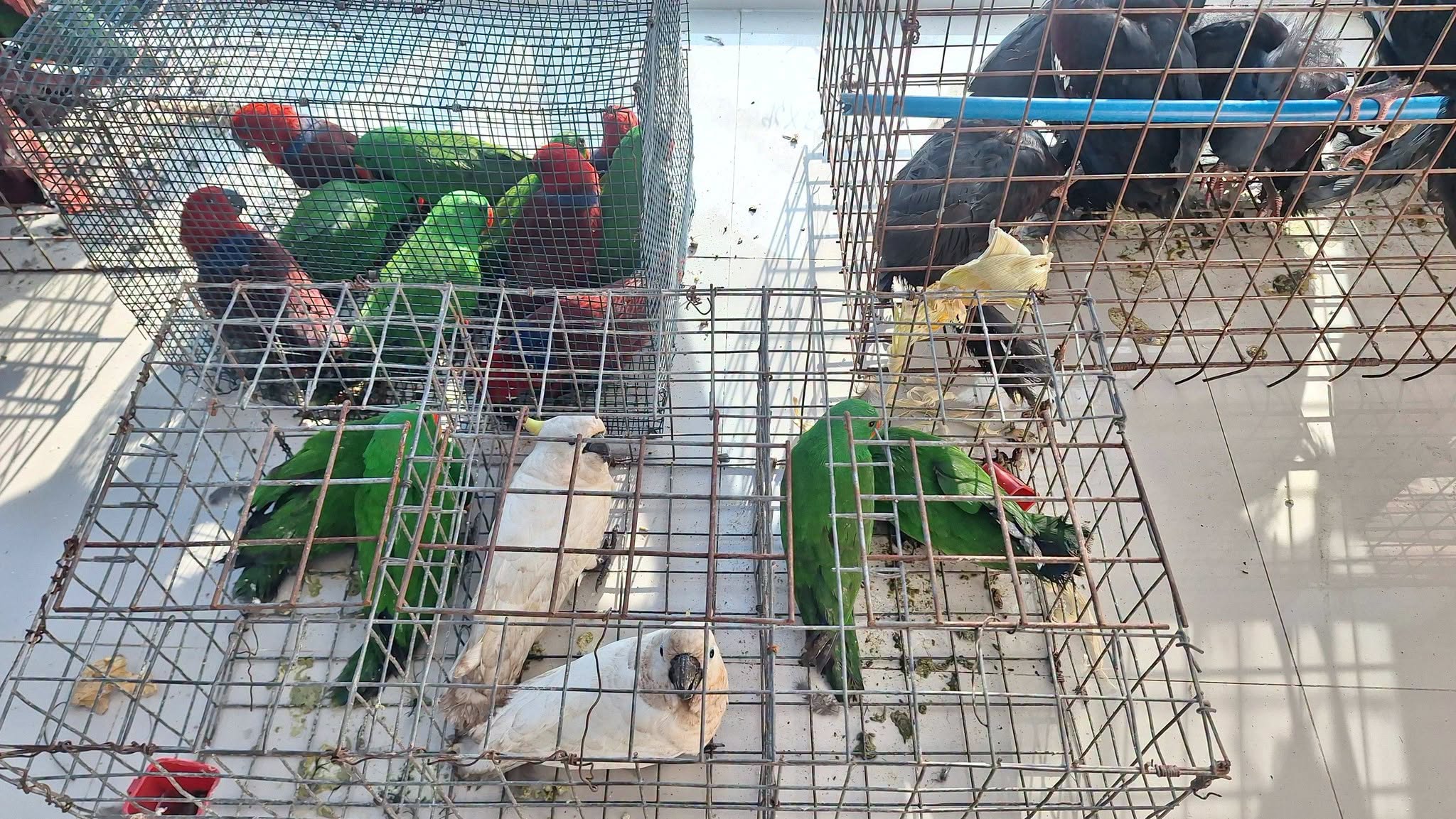 ₱8.9 Million Worth of Wildlife Seized in General Santos City Sting; 50-Year-Old Man Arrested