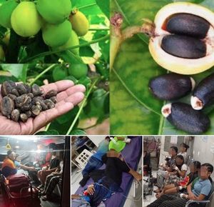13 Children Poisoned After Eating Toxic Jatropha Seeds in Koronadal City